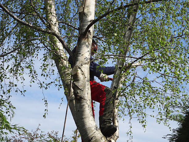 Best Tree and Shrub Care  in Berino, NM